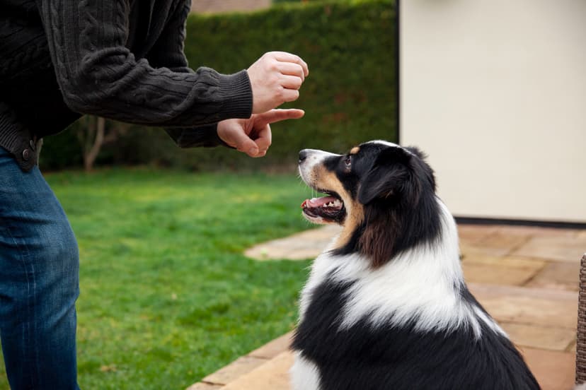 Getting Started with Dog Training